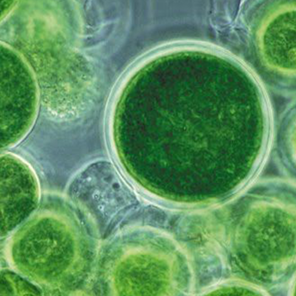 Découverte d'une algue verte vieille d'un milliard d'années, l'ancêtre de  toutes les plantes