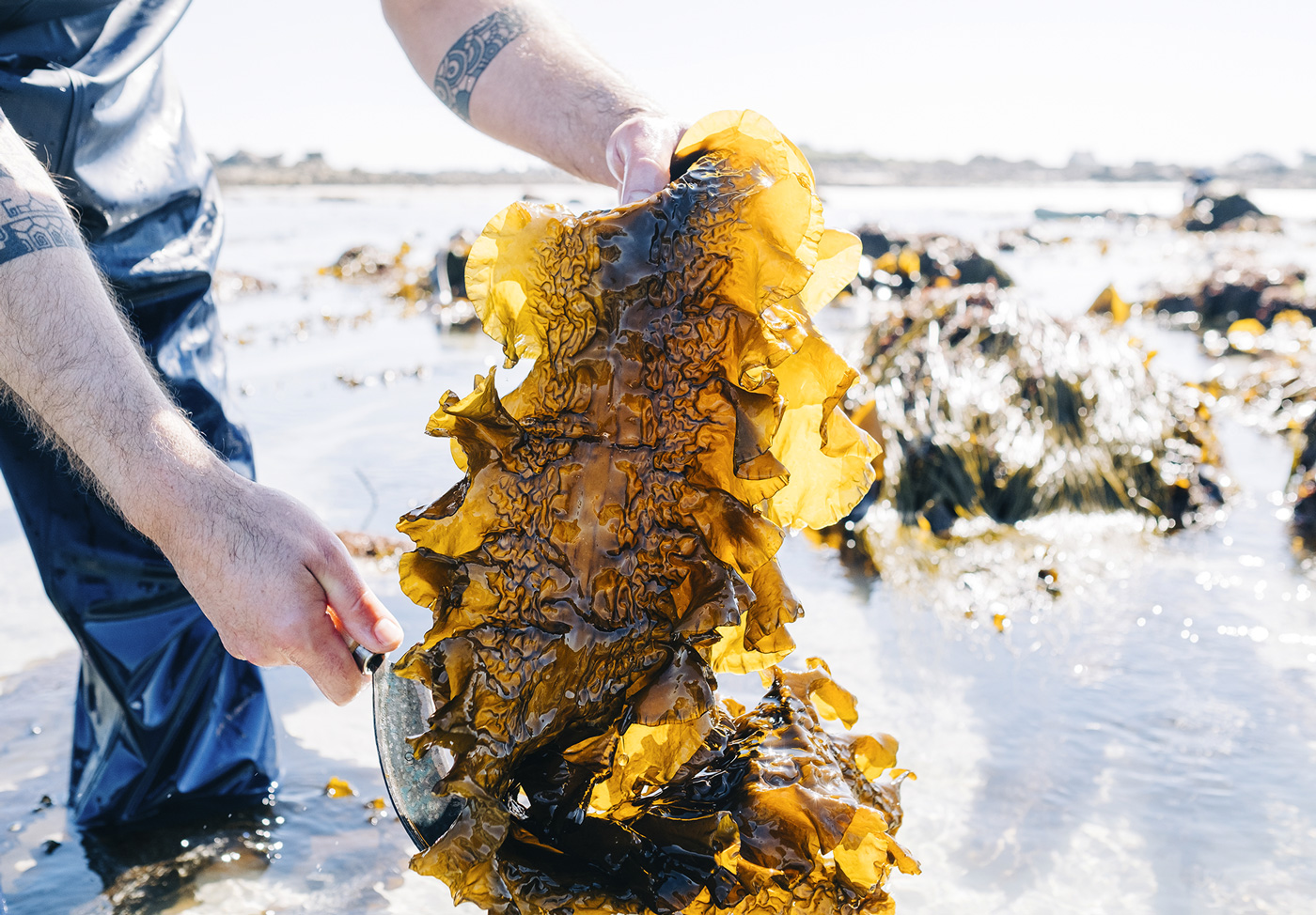 C'est quoi l'algue Kombu Royal ? Comprendre, découvrir et cuisiner algue  brune des rivages bretons - Recettes de cuisine aux algues alimentaires bio  de Bretagne - Bord à Bord