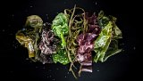 6 variétés d'algues fraîches au service de la gourmandise
