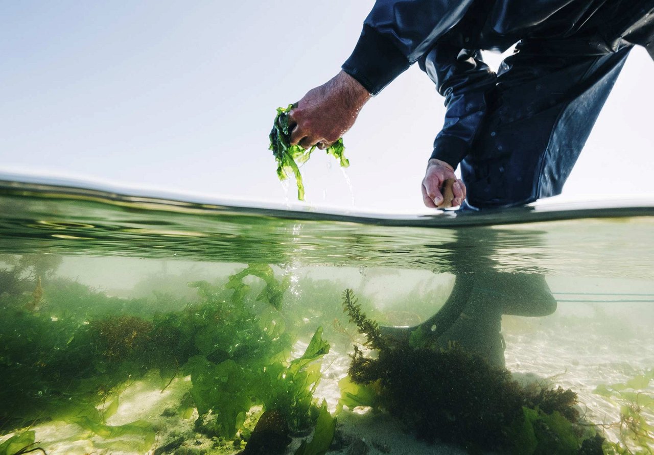 La Laitue de mer algue la plus consommée en France Recettes de cuisine aux algues alimentaires