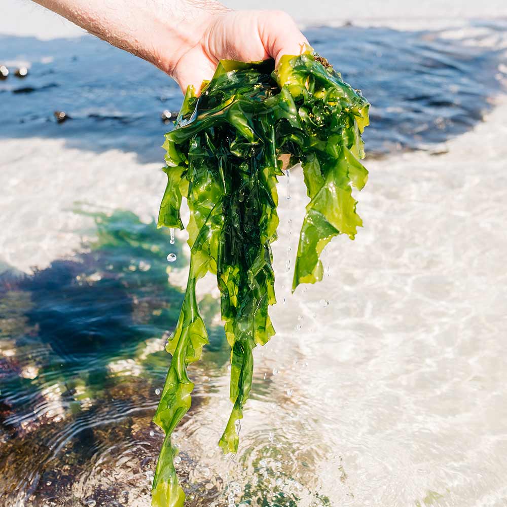 Guide de la cueillette des algues Le petit guide des bonnes pratiques pour  partir à la cueillette des algues - Recettes de cuisine aux algues  alimentaires bio de Bretagne - Bord à Bord