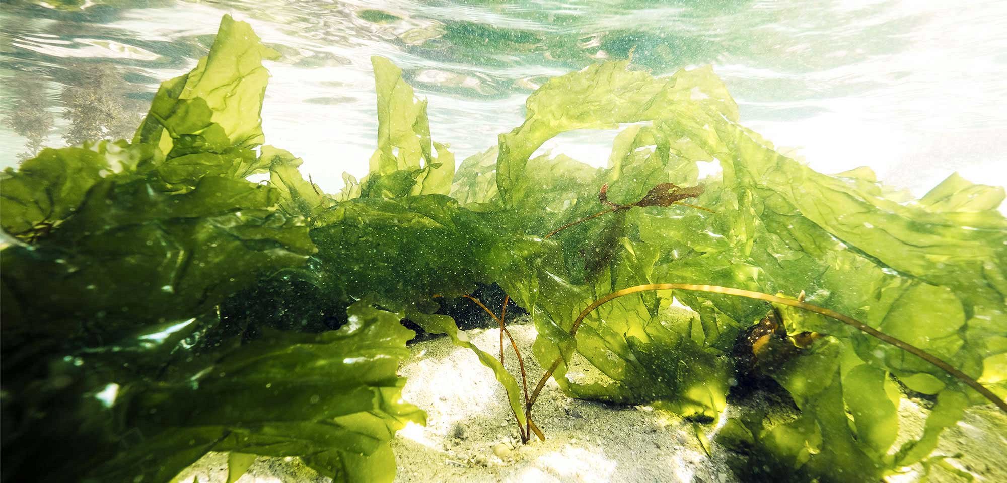 Bijoux Jungle, Bijoux en acier inoxydable