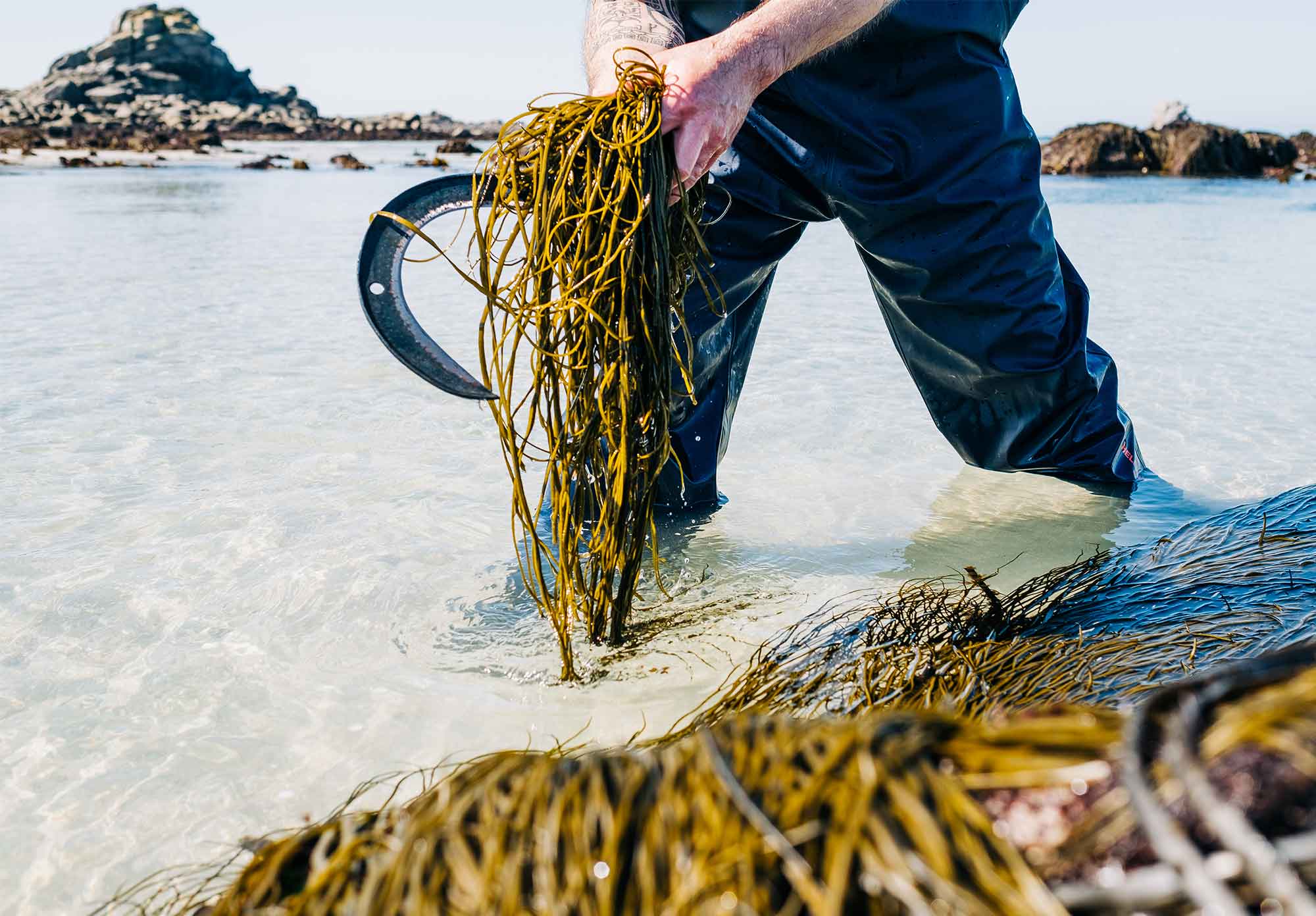 Guide de la cueillette des algues Le petit guide des bonnes pratiques pour  partir à la cueillette des algues - Recettes de cuisine aux algues  alimentaires bio de Bretagne - Bord à Bord