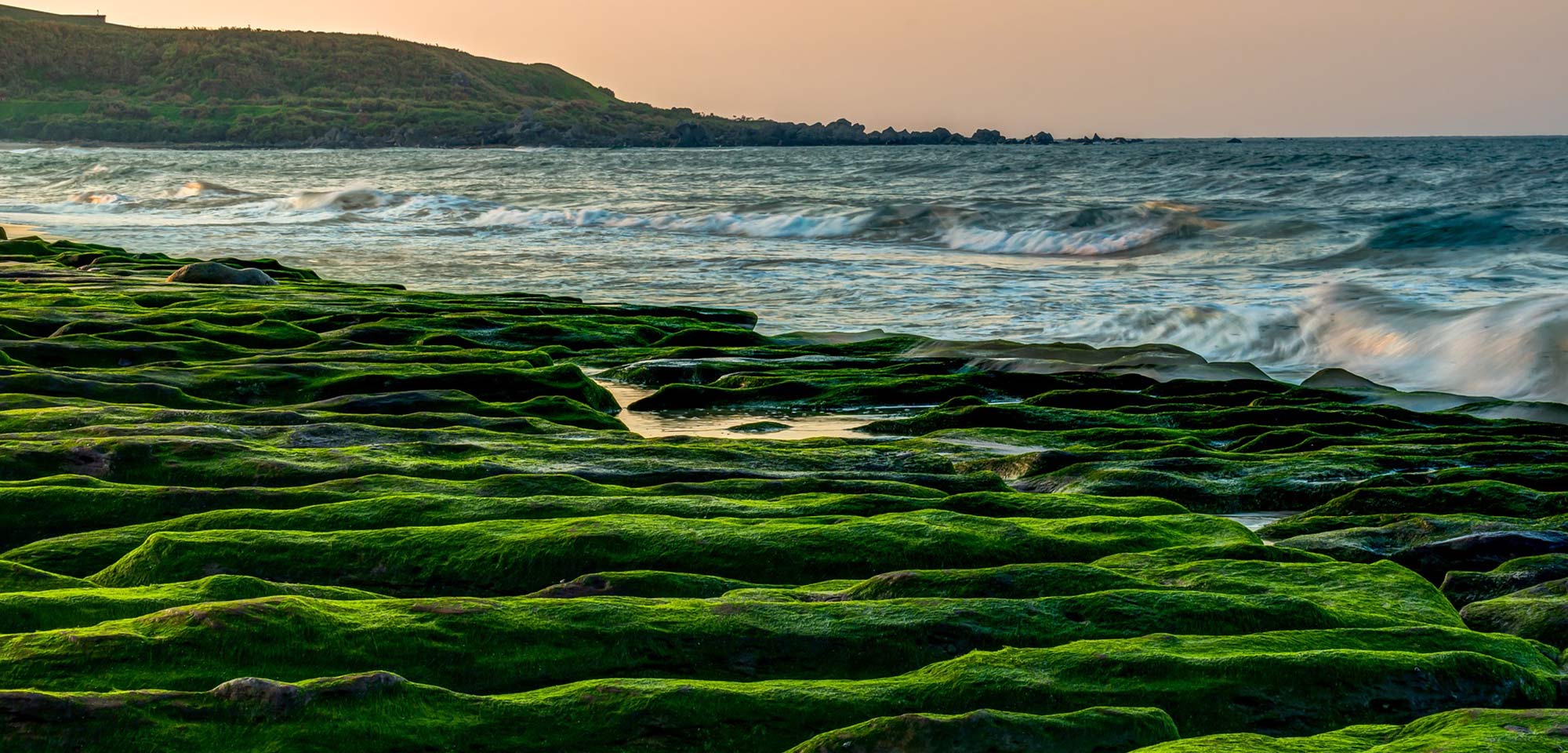 Ce sont bien les algues vertes