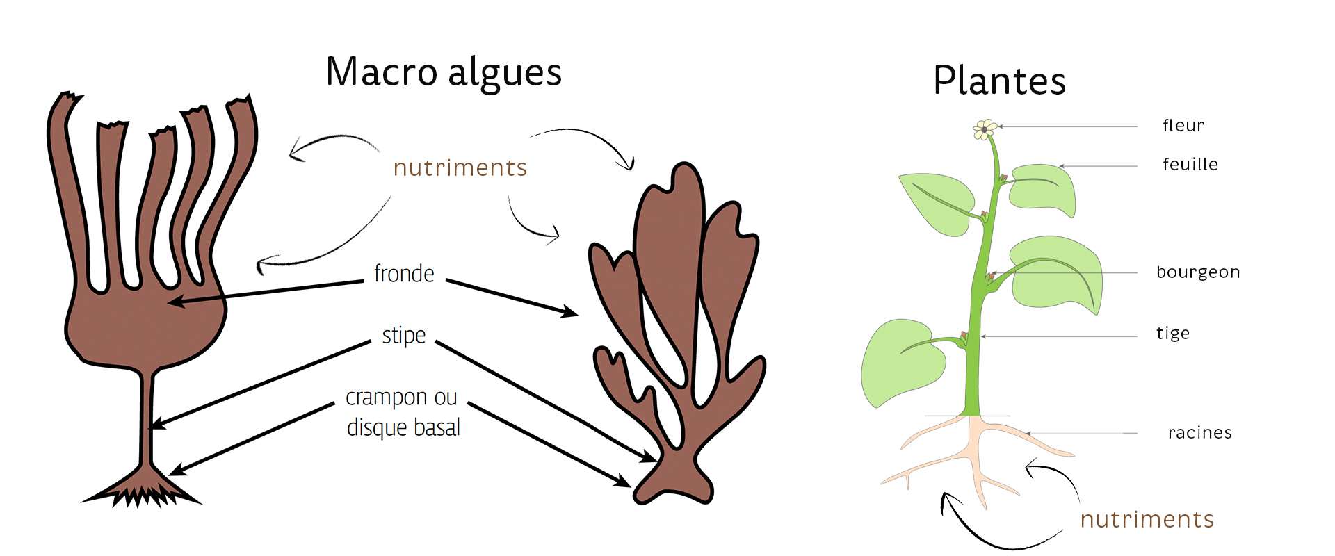C'est quoi une algue ? 5 choses à savoir sur les algues alimentaires -  Recettes de cuisine aux algues alimentaires bio de Bretagne - Bord à Bord