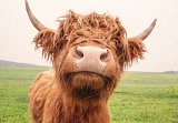 Les races de vaches