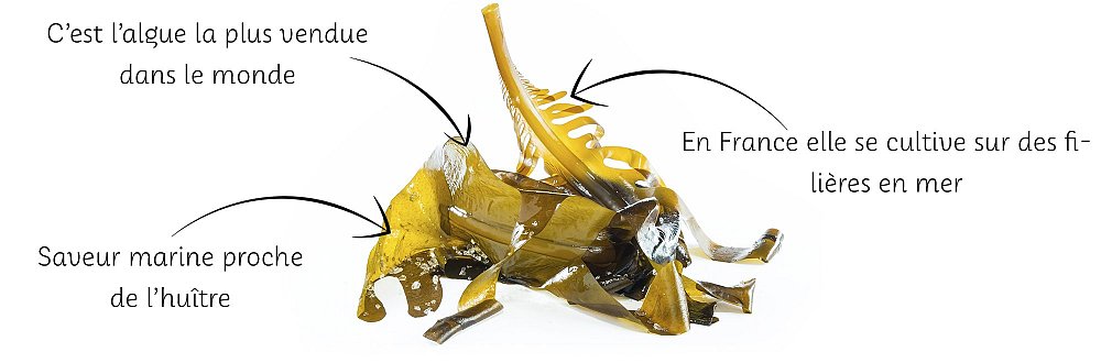 Undaria Pinnatifida