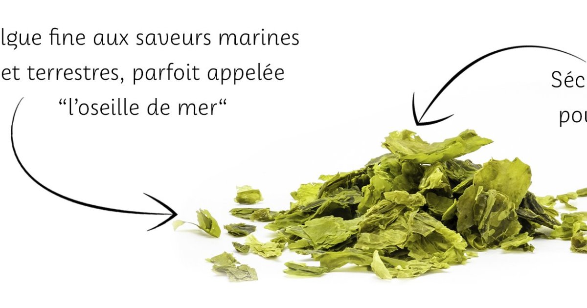 Algue sèche : Laitue de mer - Produits et recettes d'algues ...