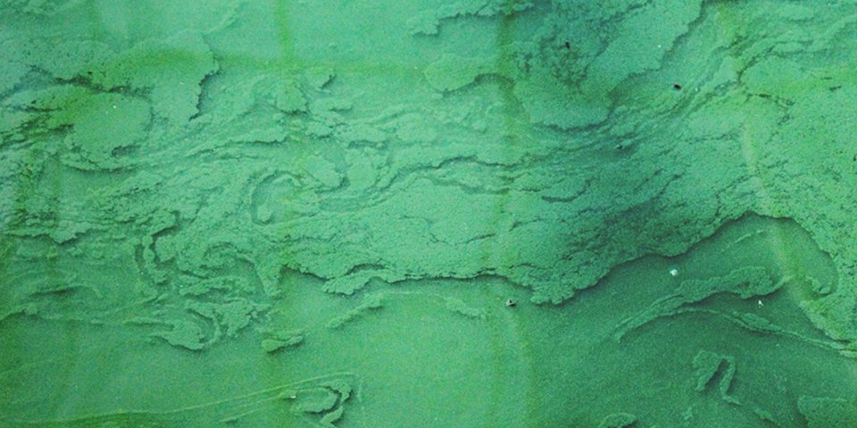 La spiruline est une micro algue