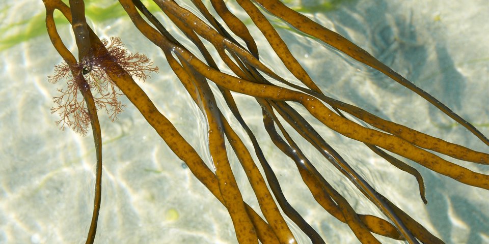 Le spaghetti de mer est une macro algue