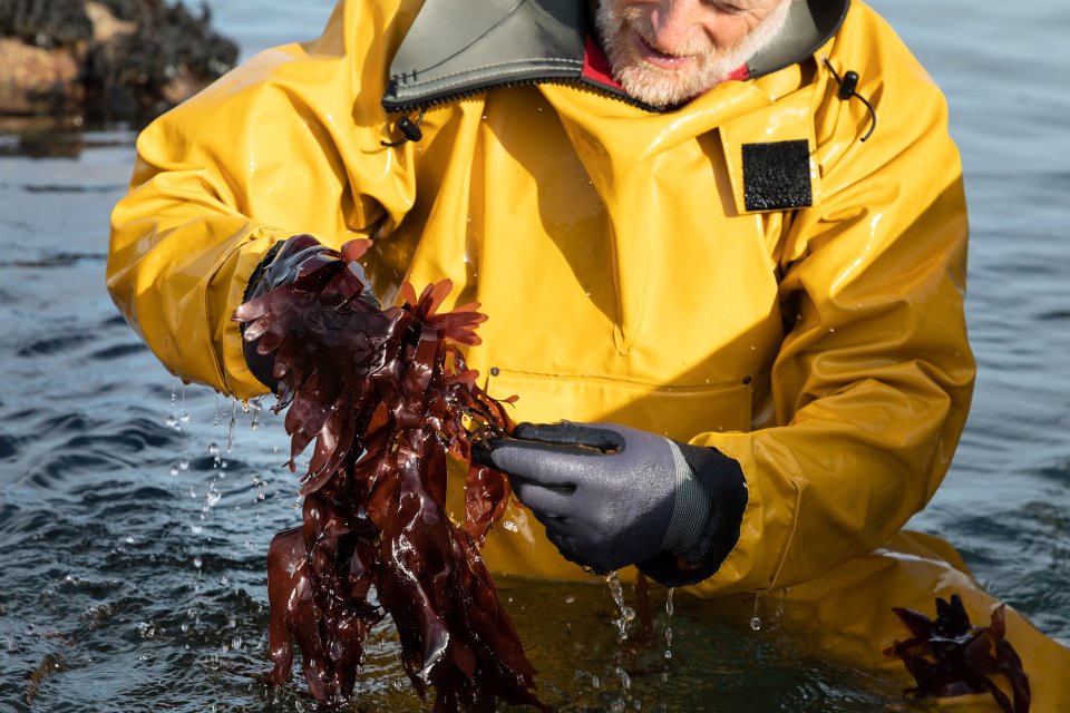 La cueillette de la dulse
